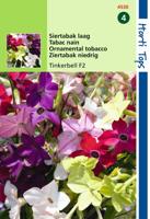 Zaden Nicotiana Siertabak Tinkerbell F2 gemengd Hortitops - Hortitops