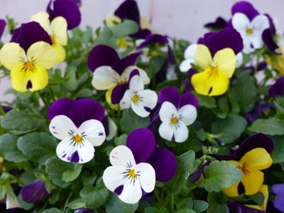 Bosviolen mix kleuren in een grote schaal - Warentuin natuurlijk