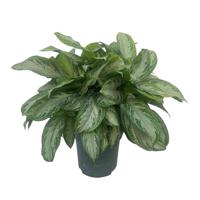 Aglaonema Silver Bay Potmaat 27 H60-70 kamerplant Beautanic Lifestyle - Beautanic lifestyle