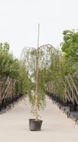 2 stuks! Prieelberk Betula pendula Youngii h 210 cm st. omtrek 8 cm st. h 180 cm boom - Warentuin Natuurlijk - thumbnail