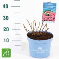 Hydrangea Macrophylla "Endless Summer Bloomstar Pink"® boerenhortensia - 25-30 cm - 1 stuks