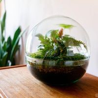 Terrarium Aberdeen