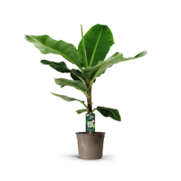 Bananenplant (Musa) - 140 cm - Ø27cm Bananenplant (Musa) - 140 cm - Ø27cm