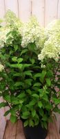 Pluim Hortensia Hydrangea Wit Groot - Warentuin Natuurlijk - thumbnail