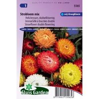 Helichrysum Bracteatum Monstrosum zaden Strobloem - thumbnail