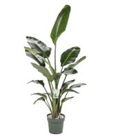 Paradijsvogelplant (Strelitzia nicolai) D 27 H 150 cm Potmaat 27 H150 kamerplant Beautanic Lifestyle - Beautanic lifestyle