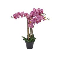 Phalaenopsis Orchidee in pot x5 60 cm Tiger Cerise kunstplant Buitengewoon de Boet - Buitengewoon de boet