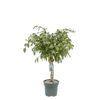 Ficus Safrana - Golden King Twisted Stem I Potmaat 27 H110-120 kamerplant Beautanic Lifestyle - Beautanic lifestyle