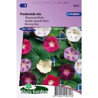 Ipomoea Tricolor zaden Choice Mixed klimmende winde