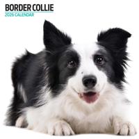 Border Collie Modern Kalender 2026