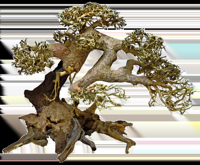 Superfish Bonsai Driftwood L