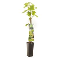 Druif Vitis vinifera Fanny