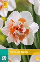 Narcissus Replete - Jub