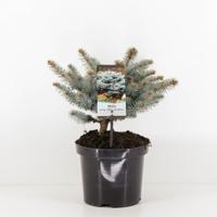 Picea pungens glauca globosa 20-25 cm - Warentuin natuurlijk