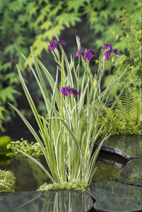 Water Iris klaar in vijvermand / Iris kaempferi ‘Variegata’
