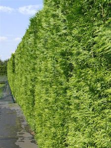 Reuze levensboom haag
