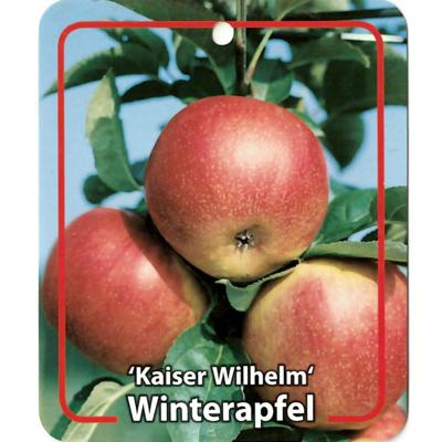 Malus Domestica Kaiser Wilhelm - Oosterik home