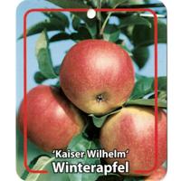 Malus Domestica Kaiser Wilhelm - Oosterik home