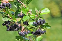 Zwarte Appelbes Zwarte Appelbes