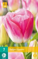 Tulp dynasty 7 bollen