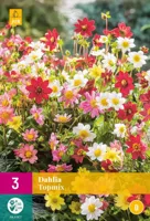 Bloembollen Dahlia Topmix 3st
