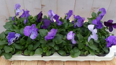 Grootbollige violen blauw 18 stuks - Warentuin natuurlijk
