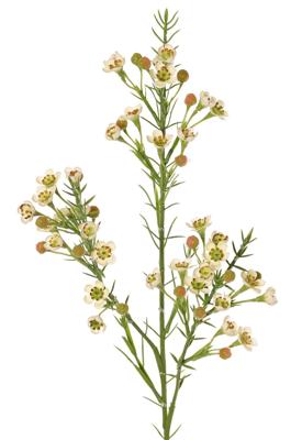 Waxbloem Chamelaucium uncinatum met 36 bloemen & 18 plastic knoppen 63 cm - Top art