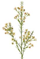 Waxbloem Chamelaucium uncinatum met 36 bloemen & 18 plastic knoppen 63 cm - Top art