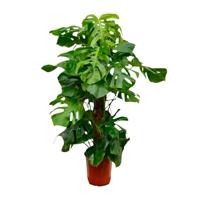 Monstera Deliciosa XXL - 150cm - ⌀27