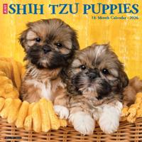Shih Tzu Puppies Kalender 2026