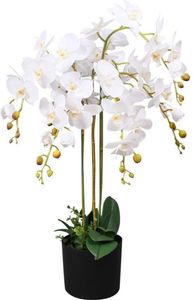 Orchidee meertak wit H88cm - OWN