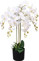 Orchidee meertak wit H88cm - OWN - thumbnail
