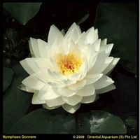 Witte waterlelie (Nymphaea Gonnere) waterlelie (6-stuks) - thumbnail