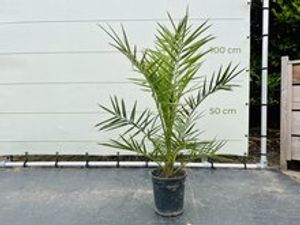 Palmboom - Phoenix Canariensis