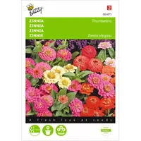 Zinnia Thumbelina gemengd - thumbnail