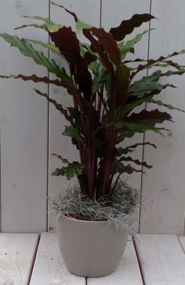 Calathea rood blad taupe pot 40 cm - Warentuin natuurlijk
