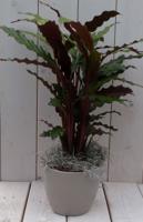 Calathea rood blad taupe pot 40 cm - Warentuin natuurlijk