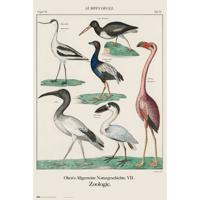 Poster Vintage Birds 61x91,5cm - thumbnail