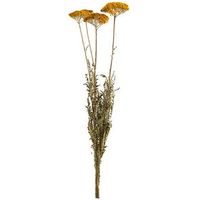 Droogbloemen Achillea 3-stuks - 70 cm - Leen Bakker - thumbnail
