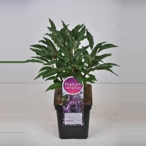 Sering (syringa villosae "Royalty") - 30-50 cm - 1 stuks