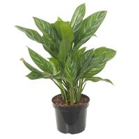 Aglaonema Stripes - P 27 cm
