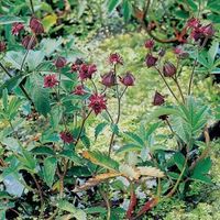 Wateraardbei (Potentilla palustris) moerasplant (6 stuks) - thumbnail