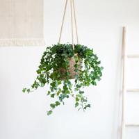 Hedera Helix Wonder - P17