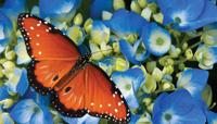 Koningsvlinder 130x70cm Tuinschilderij - Customize it Koningsvlinder 130x70cm Tuinschilderij - Customize it