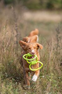 Trixie Aquatoy touw trekspeeltje ringen polyester geel / groen