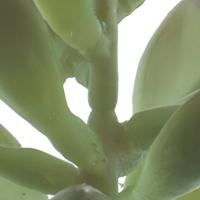 Sinocrassula pick Guanita green 20 cm kunstbloem Erutan Avon - Erutan avon