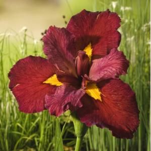 Rode Japanse iris (Iris Louisiana Ann Chowning) moerasplant - 6 stuks