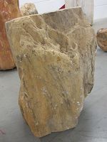Fossiel hout C32