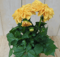 2 stuks! Dahlia geel Warentuin Natuurlijk - Warentuin natuurlijk