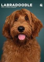 Labradoodle A3 Kalender 2026